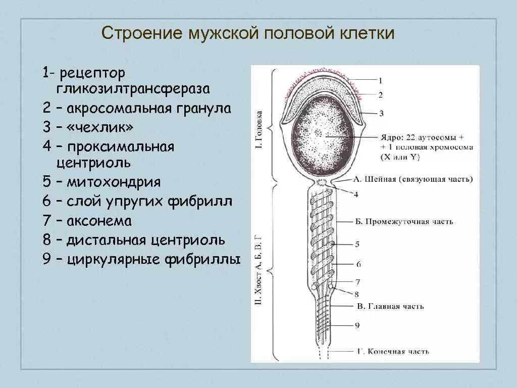 3 мужские половые клетки