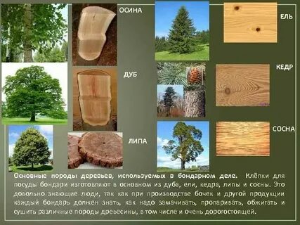 Главным источником древесины являются