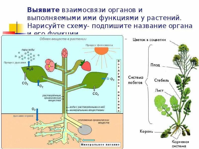 Наличие различных органов у растений и животных. Наличие различных органов у растений и животных