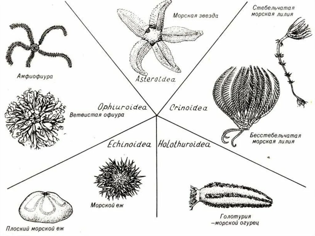 Беспозвоночные егэ. Представители иглокожих морские лилии. Класс иглокожие представители. Тип иглокожие класс морские лилии. Иглокожие представители 3 класс.