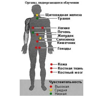 Наиболее чувствительными к воздействию