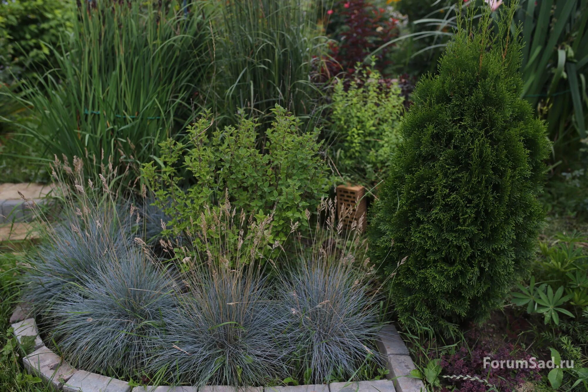 Купить Овсяница голубая (Festuca glauca) ГОЛУБАЯ ТРАВА P9: отзывы, фото и характ