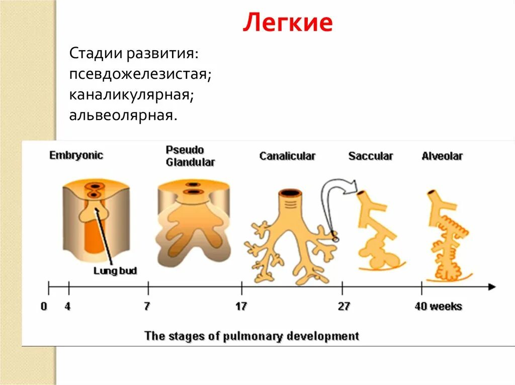 Стадии развития легких. Стадии развития легкого. Каналикулярная стадия развития легких. Фазы развития легких. Альвеолярная стадия развития легких.