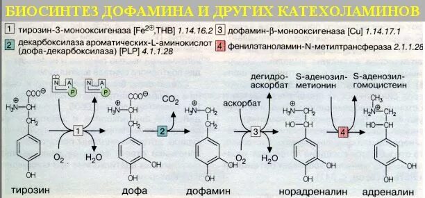 Норадреналин реакции