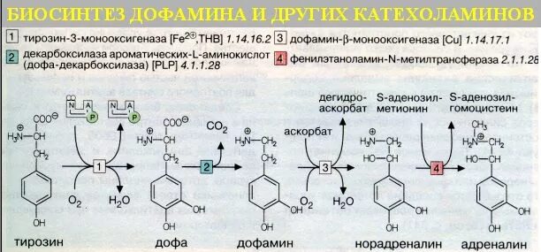 Фермент адреналина. Синтез катехоламинов биохимия. Образование дофамина из тирозина. Схема синтеза катехоламинов. Схема синтеза адреналина из тирозина.