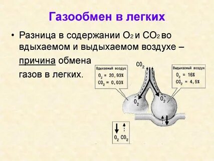 Вдыхаемый воздух кислород азот углекислый