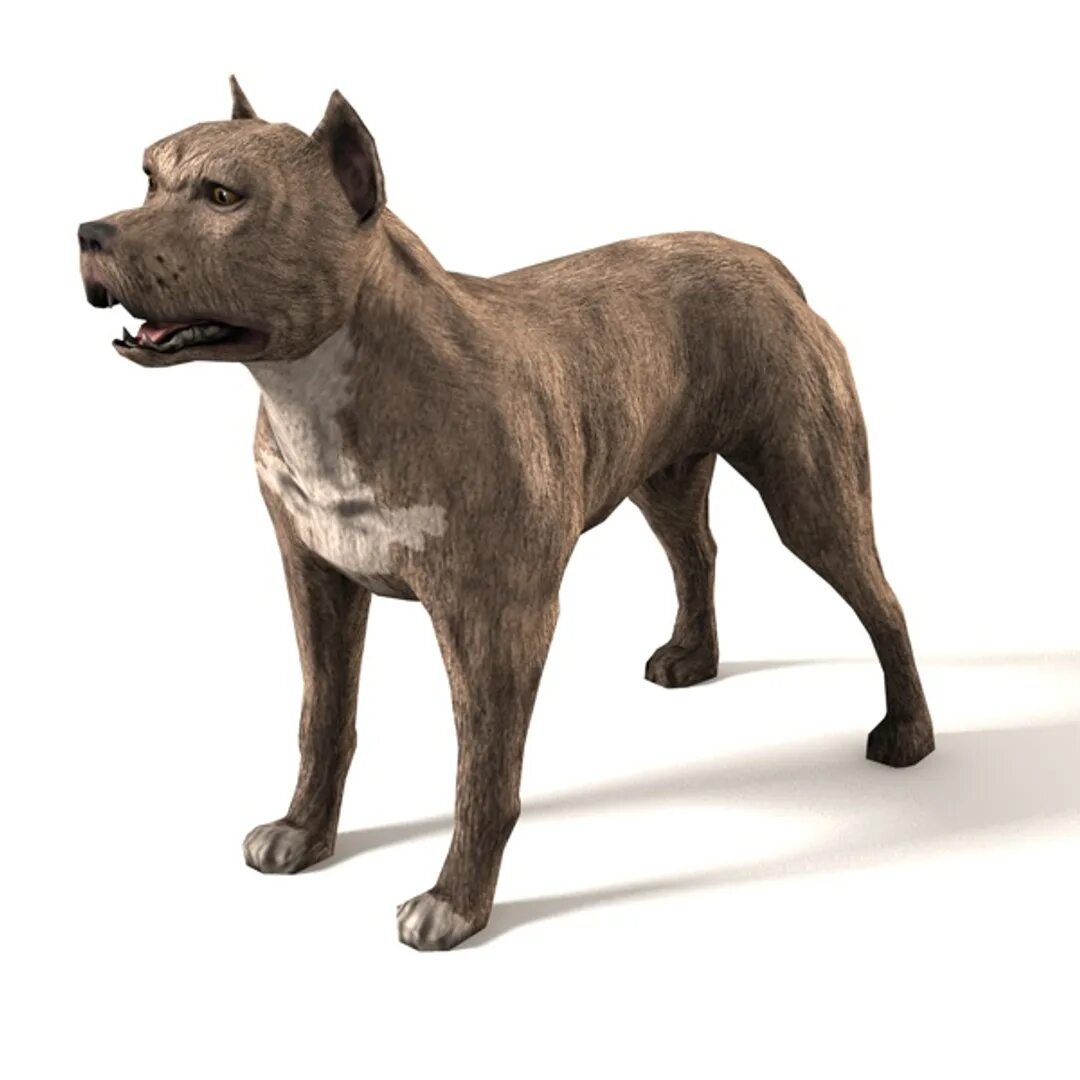 Питбуль 3d. Питбуль 3д модель. Питбуль 3. 3d model Pitbull.