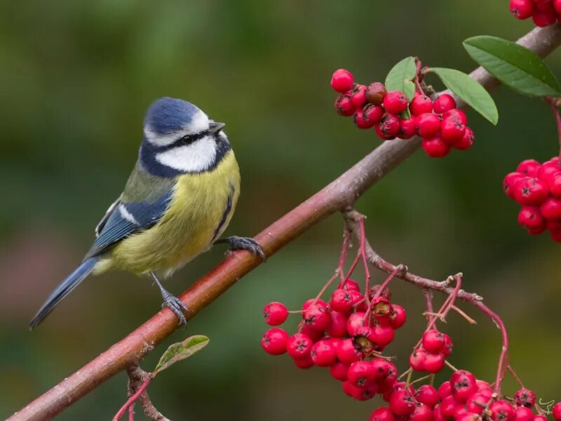 птицы зимой. синичка на ветке рябины. доброе утро зима синички. синичка на зимней ветке. синичка на рябине.