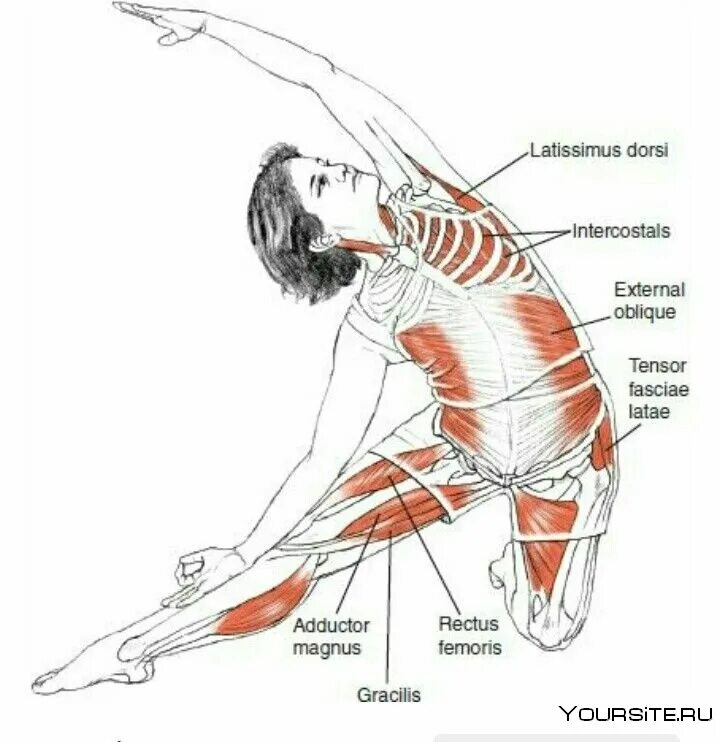 Анатомия йоги Триконасана. Растяжка мышц поясницы. Упражнения на растяжку боковых мышц. Растягивание боковых мышц туловища.