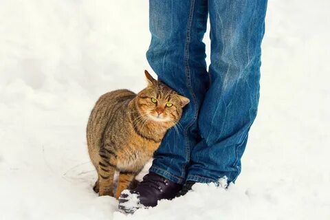 Трутся на улице