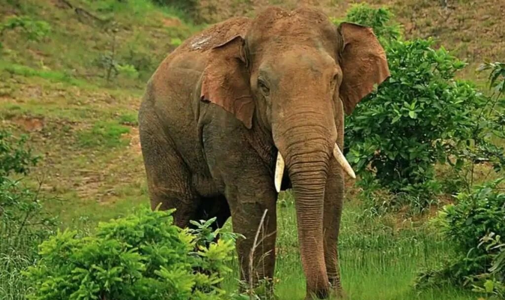 Слоны какой слон крупнее. Слон рекордсмен. Самый большой слон в мире. Суматранский слон. Животные рекордсмены слон.