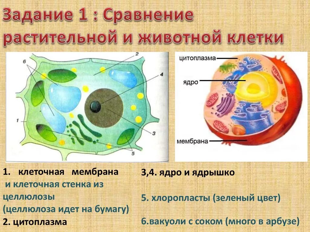 Местоположение клетки