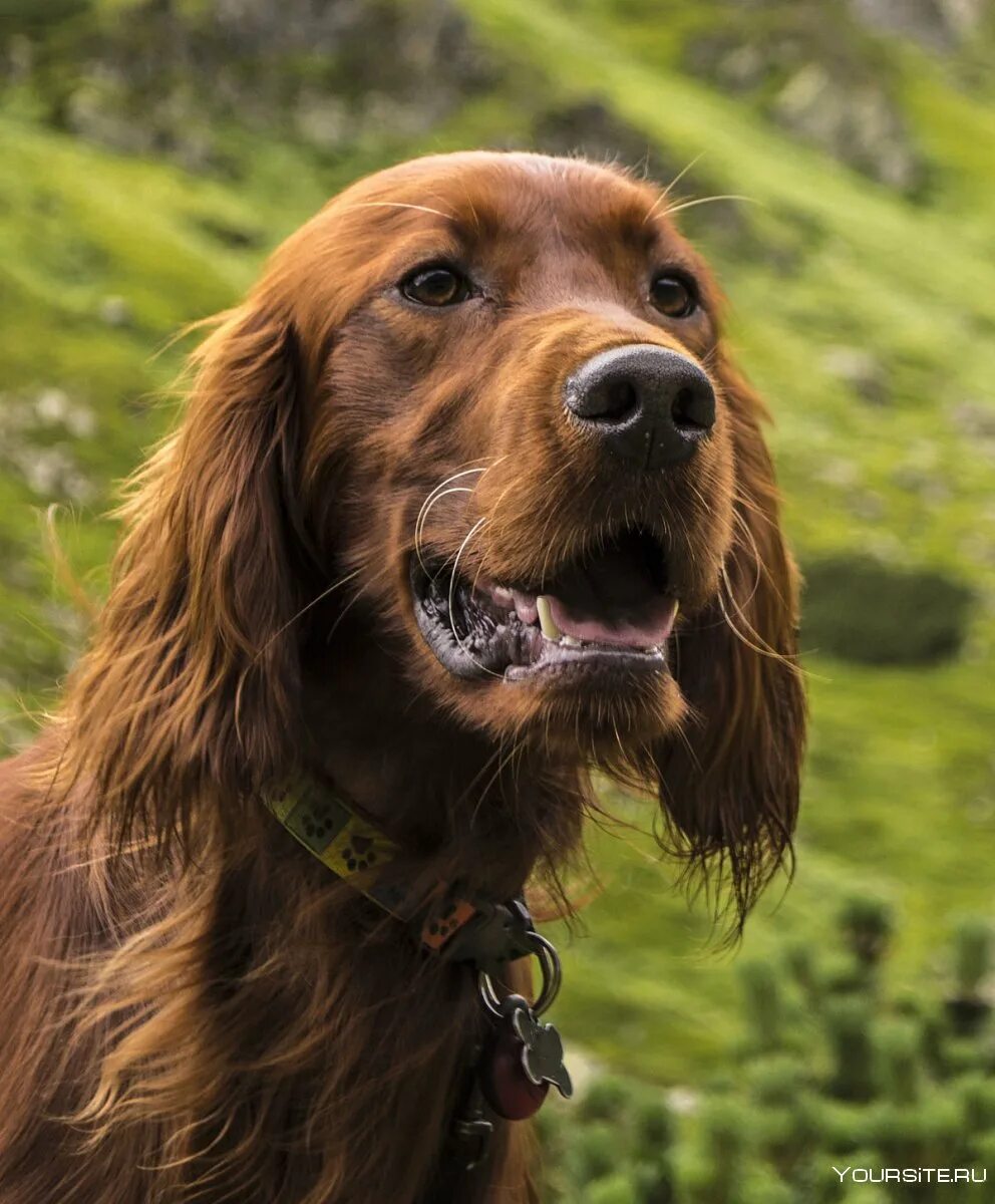 Ирландский сеттер. Ирландский сеттер (Irish Setter). Ирландский сеттер золотистый. Шотландский красный сеттер. Irish setter