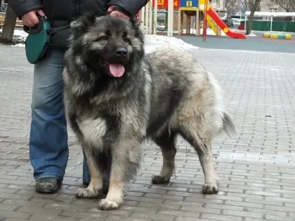 Кавказская 1