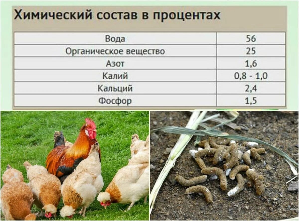 Как развести птичий помет. Куриный помет. состав куриного помета. куриный помёт. куриный навоз.