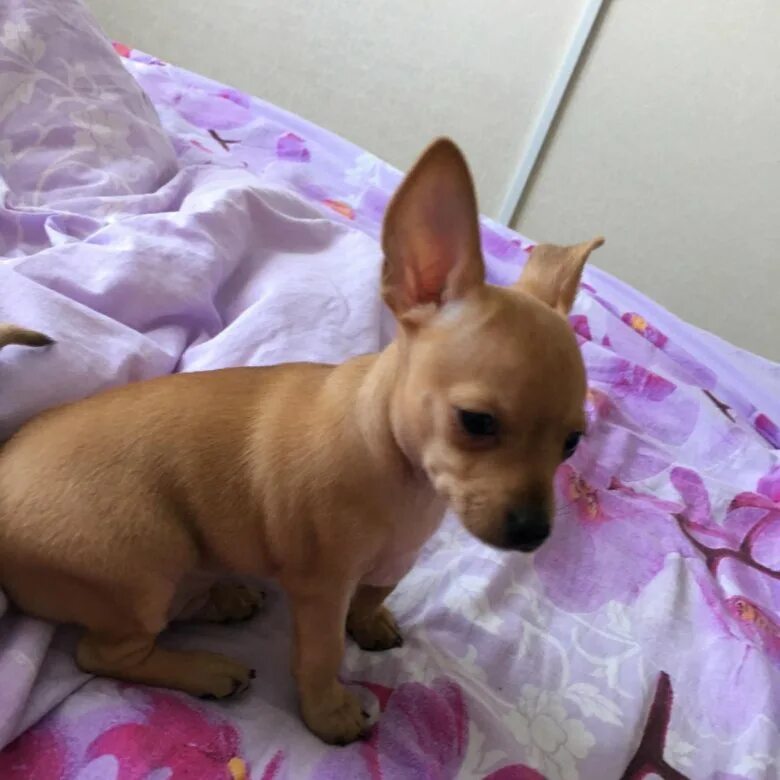 щенки барнаул.