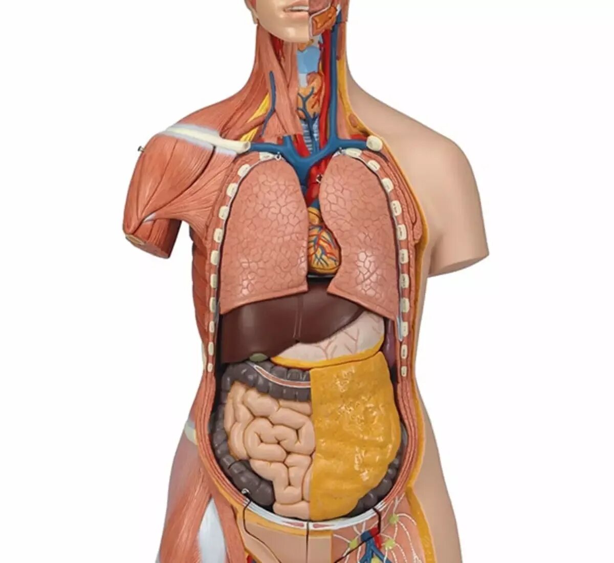 Внутренние органы человека. Человеческий организм. Внутренние органы человека с ожирением. Толстый человек анатомия