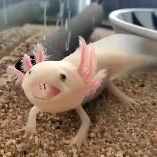 Аксолотль мило