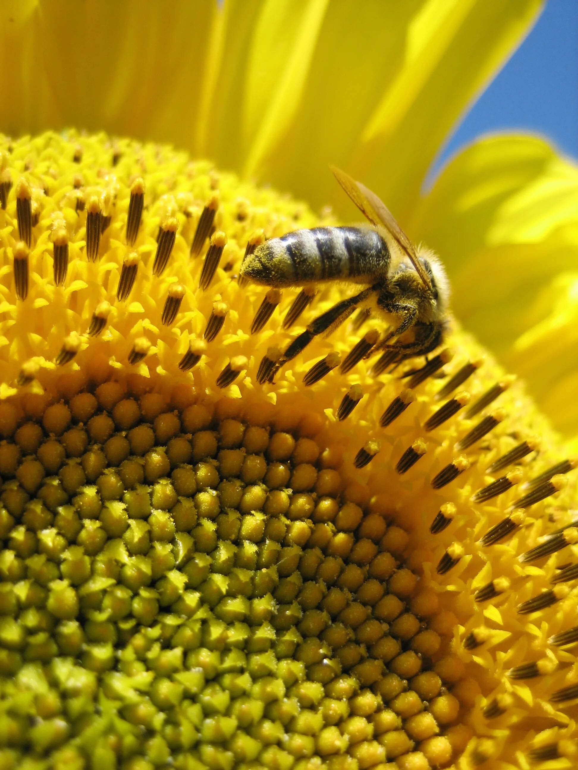 Пчела на подсолнухе. Подсолнух с пчелкой. Пчела с пыльцой. Пыльца растений. Нектар и пыльца цветов