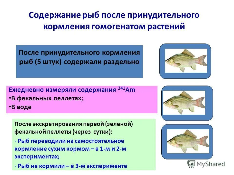 Содержание рыбы
