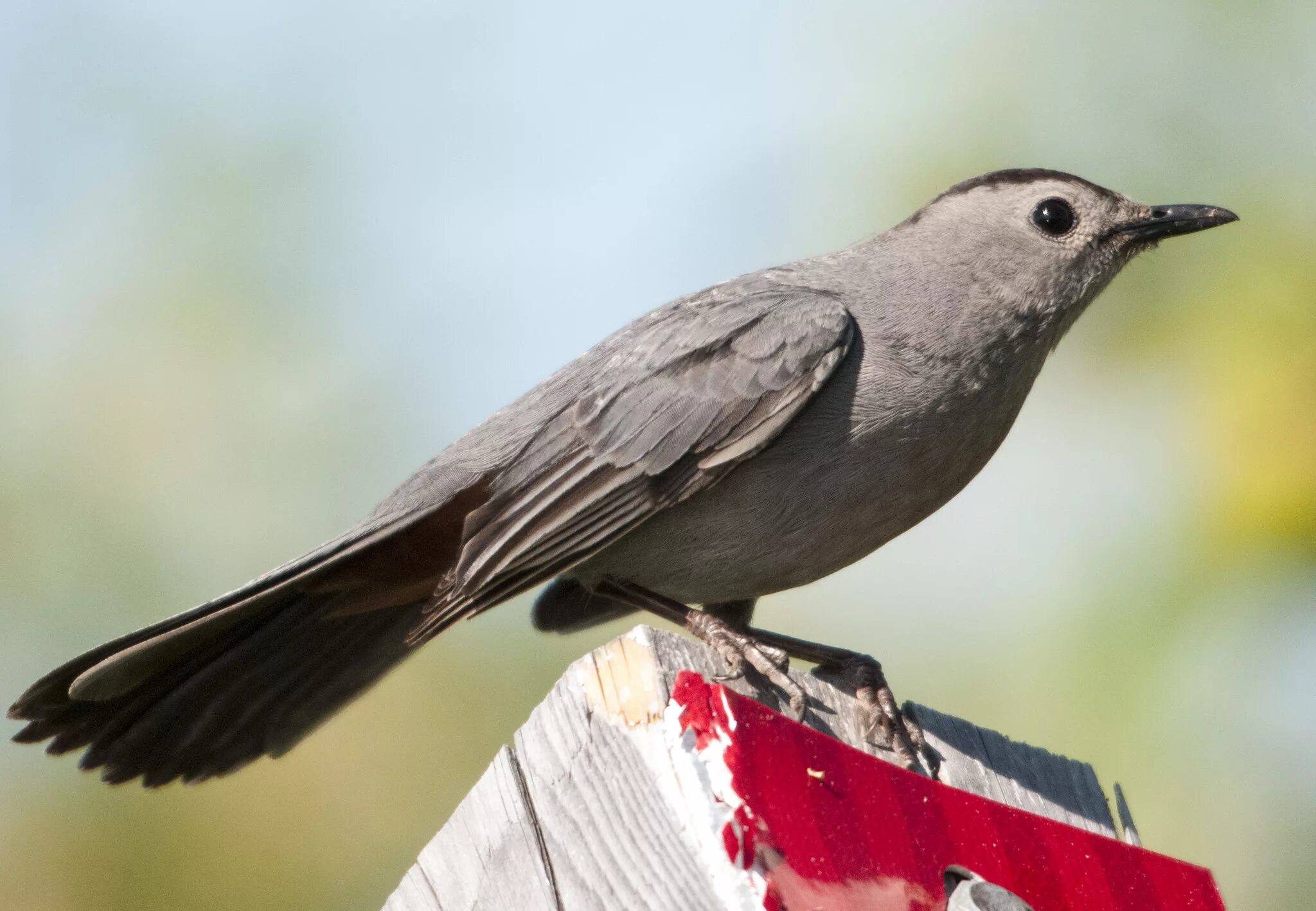 American birds. Кошачий пересмешник птица. Белобровый певчий пересмешник. Dumetella carolinensis. Пересмешник черный.