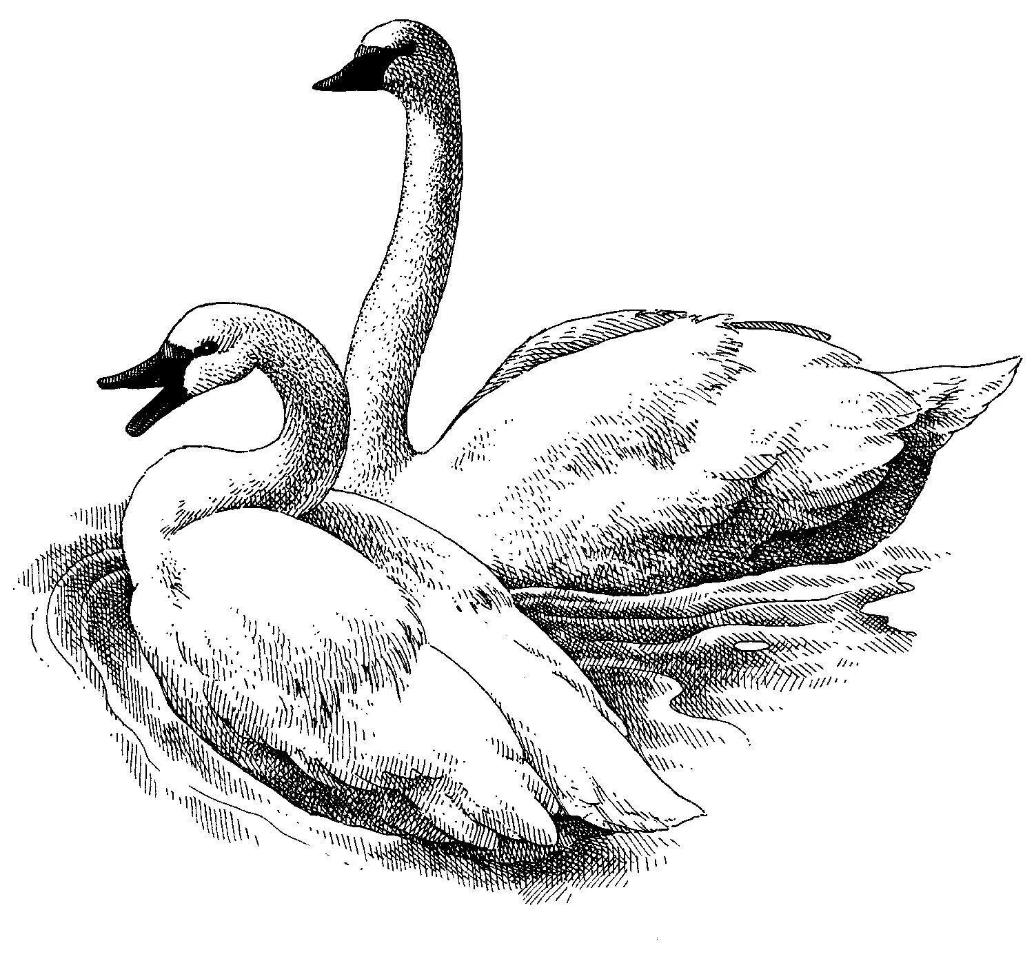 Нарисовать рисунок лебедушка. Лебедь рисунок. Лебедь рисунок красивый. Лебедь рисунок карандашом для срисовки. Лебеди картинки нарисованные.
