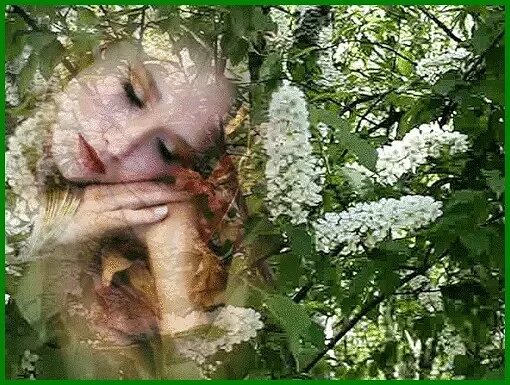 Стихи бунина о природе. Лесная жемчужина старая майна. Снова в лесу опьяняет меня запах сосен. Снова в лесу опьяняет меня запах сосен. Снова в лесу опьяняет меня запах сосен.