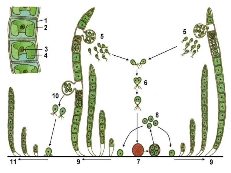 Поколение спорофит у водорослей. Жизненный цикл зеленых водорослей схема. Общая характеристика отделов водорослей отделы. Преобладающие поколение зеленых водорослей. Нитчатая водоросль улотрикс.