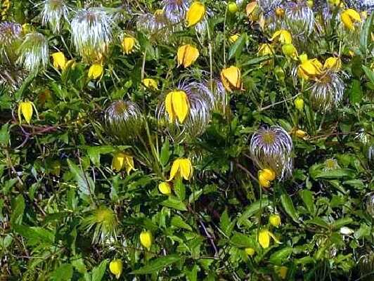 Clematis serratifolia - Image of an specimen - Plantarium