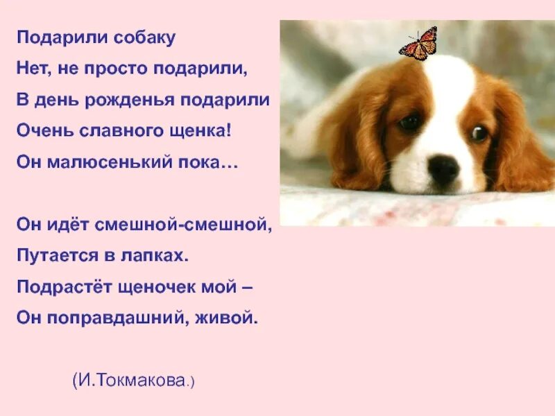 Подарили щеночка а ей даже 13 нет. Стих подарили собаку. подарили мне щенка стихи. стих про собаку. стих мой щенок.