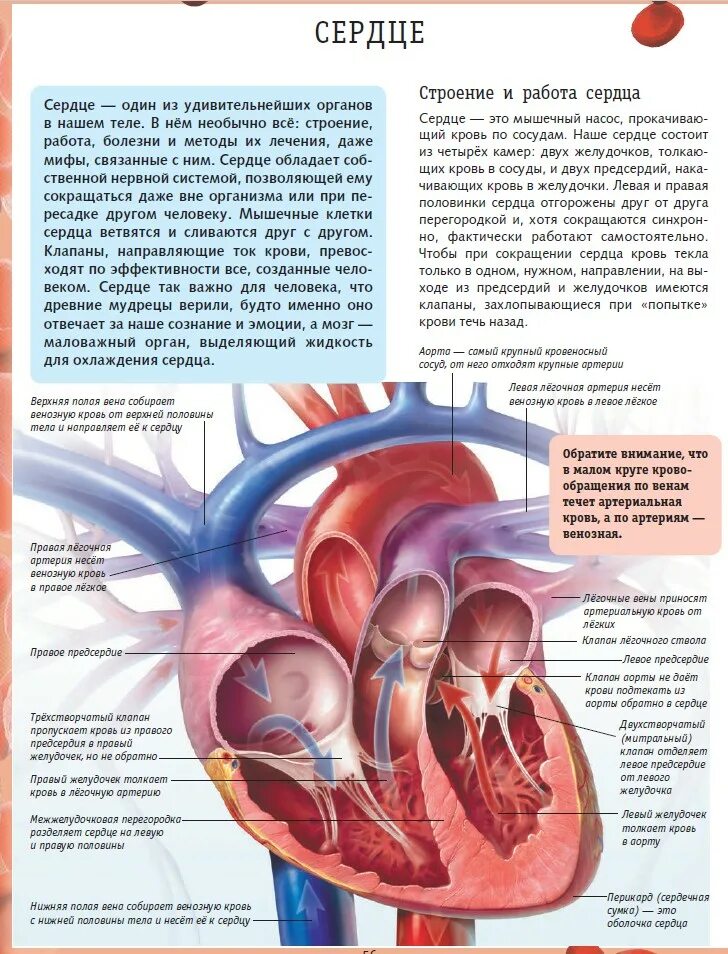 Сердце работает всю жизнь. Энциклопедия про сердце. Сердце пропускает кровь. Левая половина сердца направляет кровь в:.