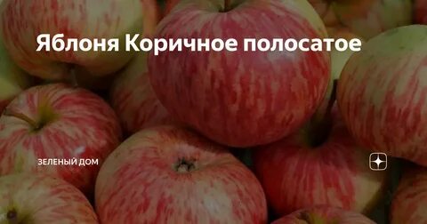 Яблоня сорт россошанское полосатое