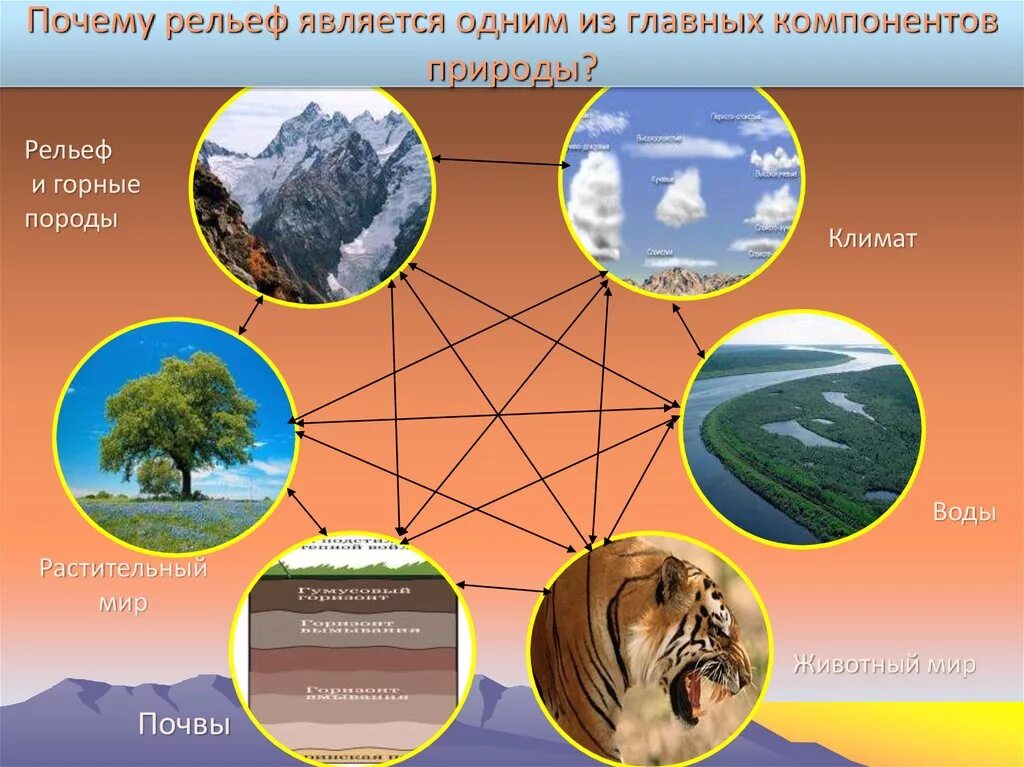 Особенности сочетания компонентов природы в данном регионе. Компоненты природы. Взаимосвязь элементов природы. Взаимосвязь компонентов природы. Перечислите природные компоненты.