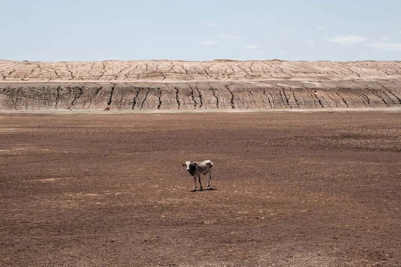 Вызывающая засуху. Засуха. Эфиопия города.