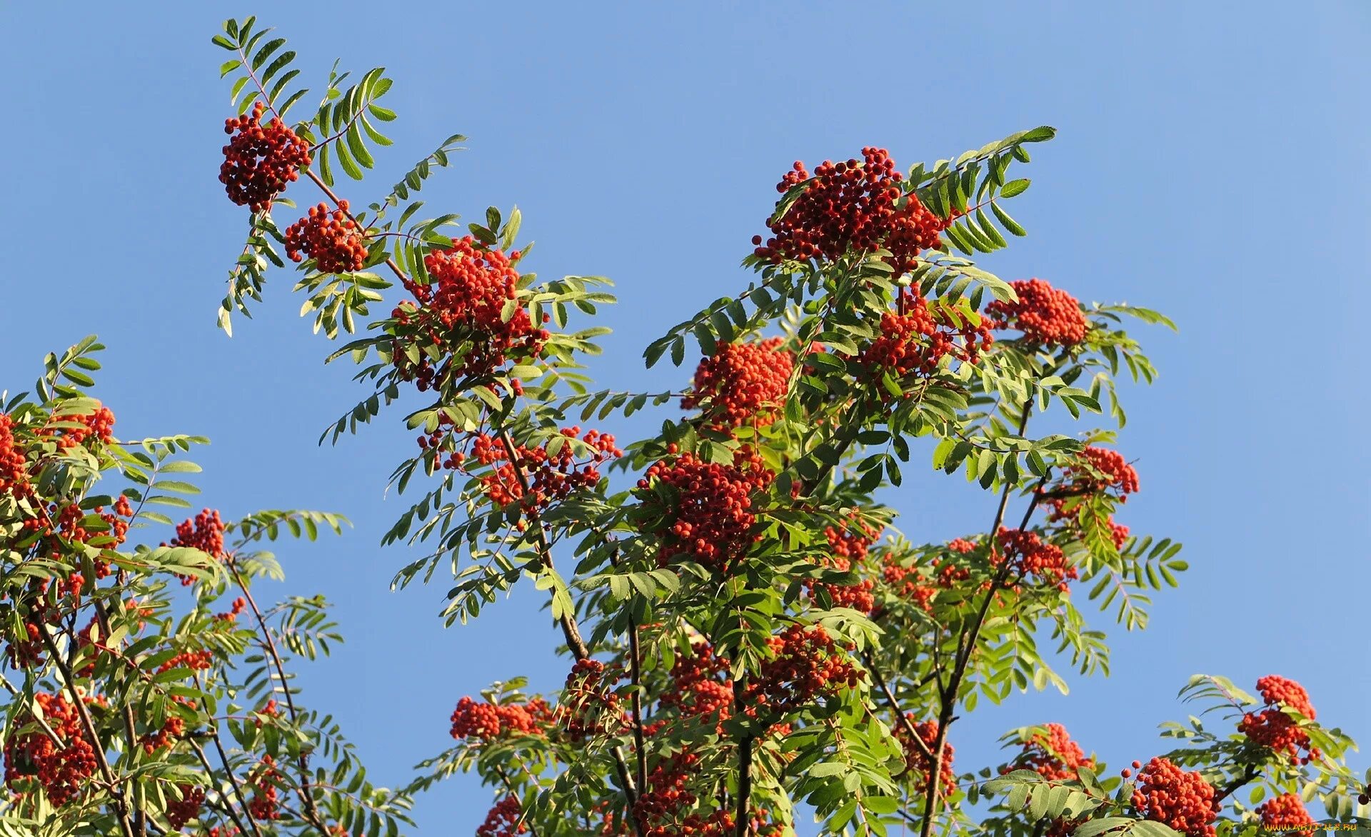 Рябина это небольшое ветвистое деревце. Рябина обыкновенная Sorbus aucuparia. Рябина обыкновенная куст. Sorbus aucuparia edulis (рябина обыкновенная). Рябина Греческая (Sorbus Graeca).