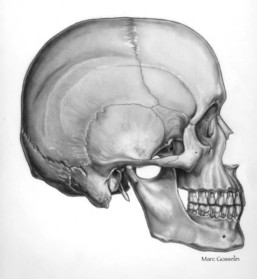 Череп анатомический сбоку. Череп сбоку анатомия. Череп сбоку рисунок анатомия. Череп человека сбоку анатомия. В правом черепе