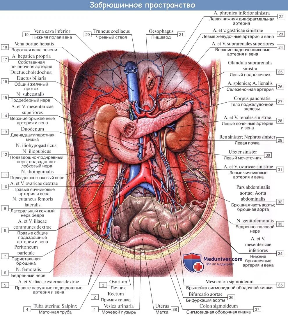 Расположение внутренних органов человека в брюшной. Анатомия внутренних органов брюшной полости. Анатомия человека брюшная полость женщины. Анатомия внутренних органов брюшной полости человека мужчины. Расположение органов у человека в брюшной полости у женщины.