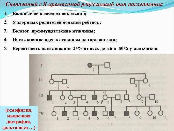 Х сцепленный рецессивный Тип наследования. Схема родословной Тип наследования генотип. Х сцеплен Рецессивеый Тип наследования родословные. Х сцепленный доминантный Тип наследования схема. Гемофилия наследуется аутосомно