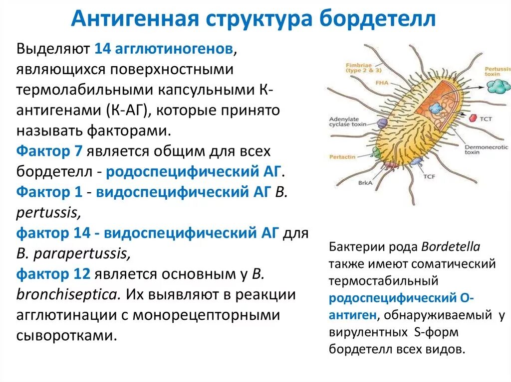 Pertussis коклюш. Коклюш строение бактерии. Бордетелла пертуссис антигенная структура. Bordetella pertussis факторы вирулентности. Bordetella pertussis строение.