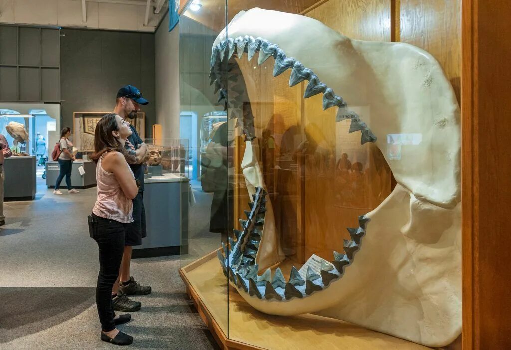 Megalodon fisch