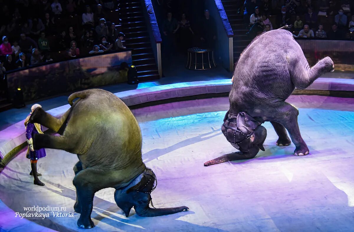 воронеж цирк ул. цирк воронеж возле. воронеж цирк ул. воронежский государственный цирк, воронеж. цирк воронеж.