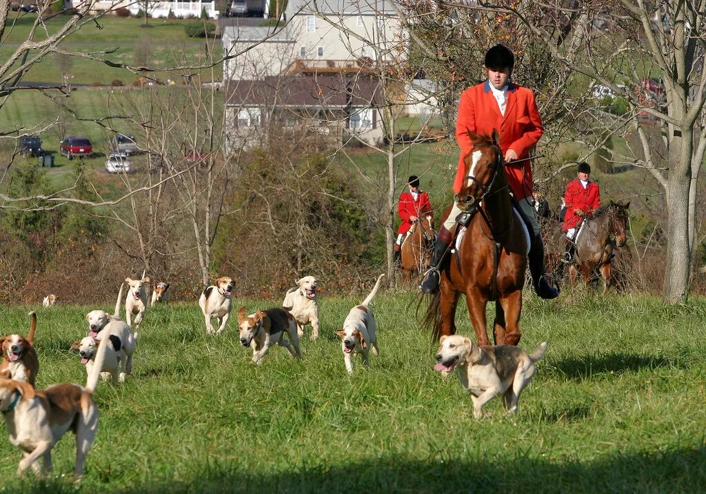 Fox hunting. Английская охота на Лис. Лисья охота в Англии. Охота на Лис в Британии.