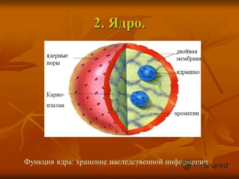 Передача наследственной информации клетки. Функция ядра хранение наследственной. Ядрышко хранит наследственную информацию. Хранить и передавать наследственную информацию могут. Структурный компонент ядра.