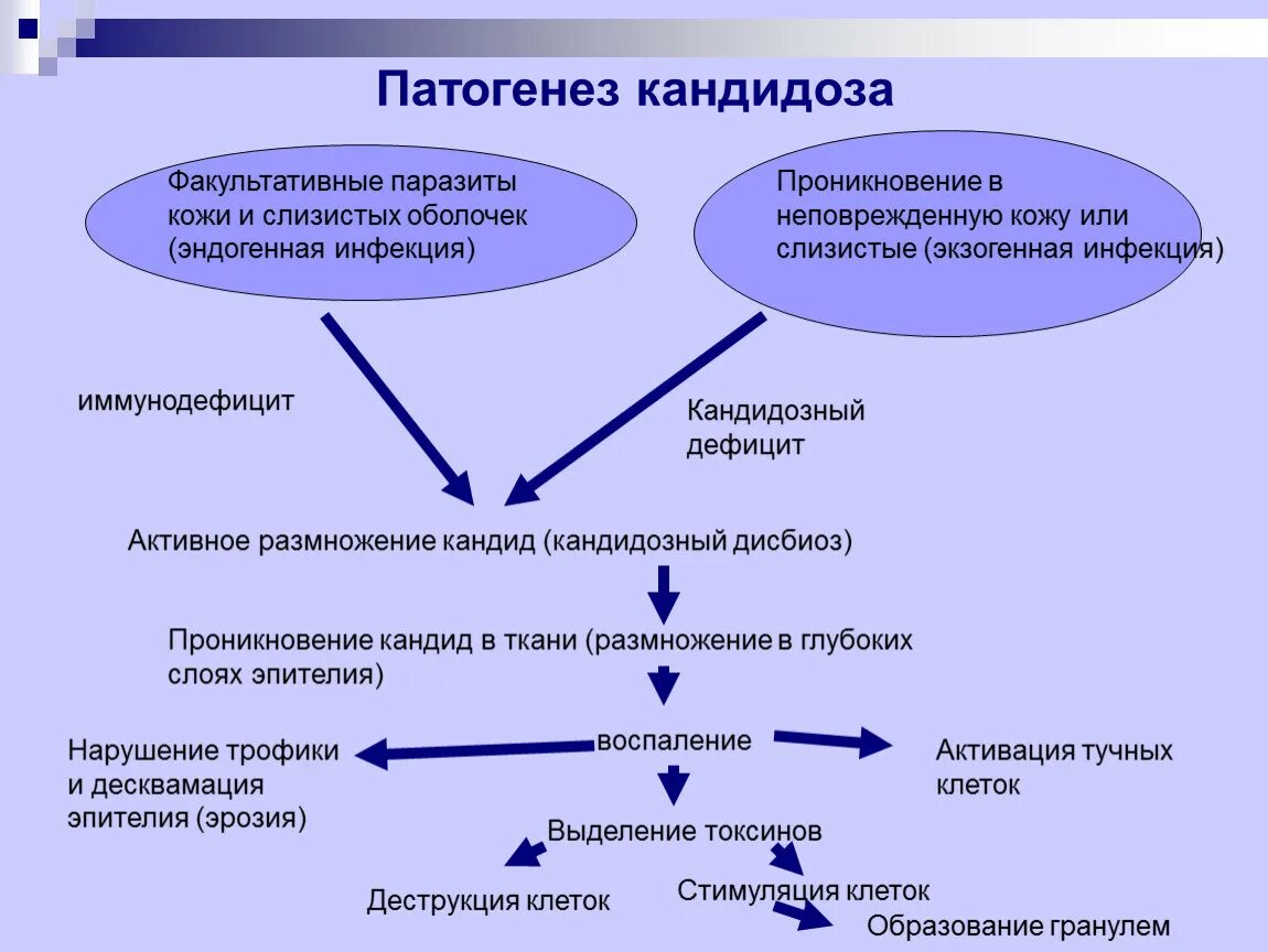 Патогенез кандидоза микробиология. Вульвовагинальный кандидоз патогенез. Урогенитальный кандидоз этиология. Патогенез кандидоза схема. Помощь при молочнице