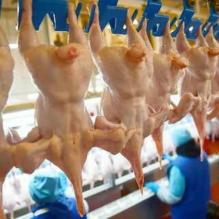 Птицефабрика сальмонелла