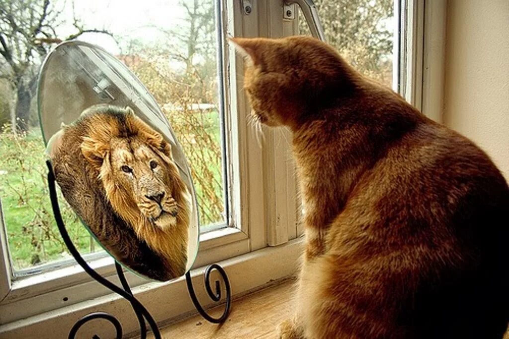 Кот лев. Кот в зеркале Лев. Котенок в зеркале Лев. Кот в отражении. Отражение в зеркале животные.