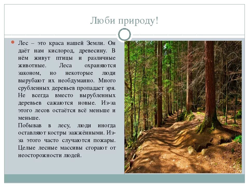 Рассказ о лесе. Рассказ о жизни леса. Сочинение про лес. Описание леса.