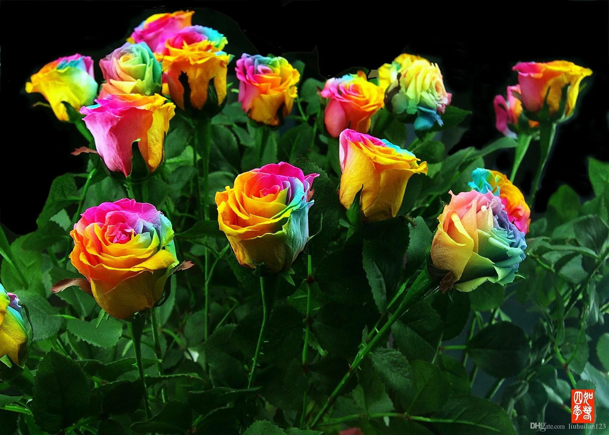 Разноцветные розы. Розы снизу