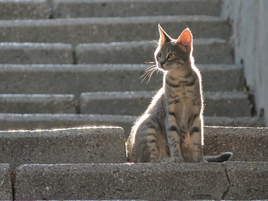 котенок на лестнице. кошка сидит. котик на лестнице. котик на лестнице. лестница для кота.