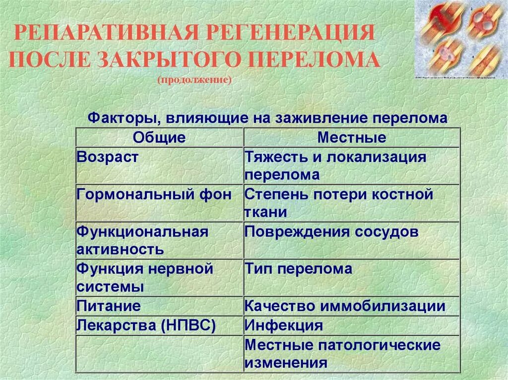 Гетероморфоз. Репаративная регенерация. Формы репаративной регенерации. Типы и способы репаративной регенерации. Репаративная восстановительная регенерация.